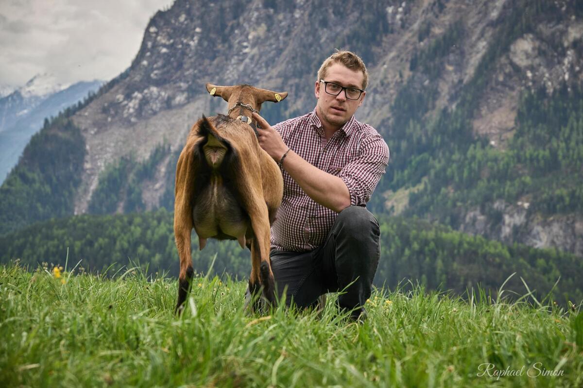 Verkaufe GGZ Ziegen in Milch 1