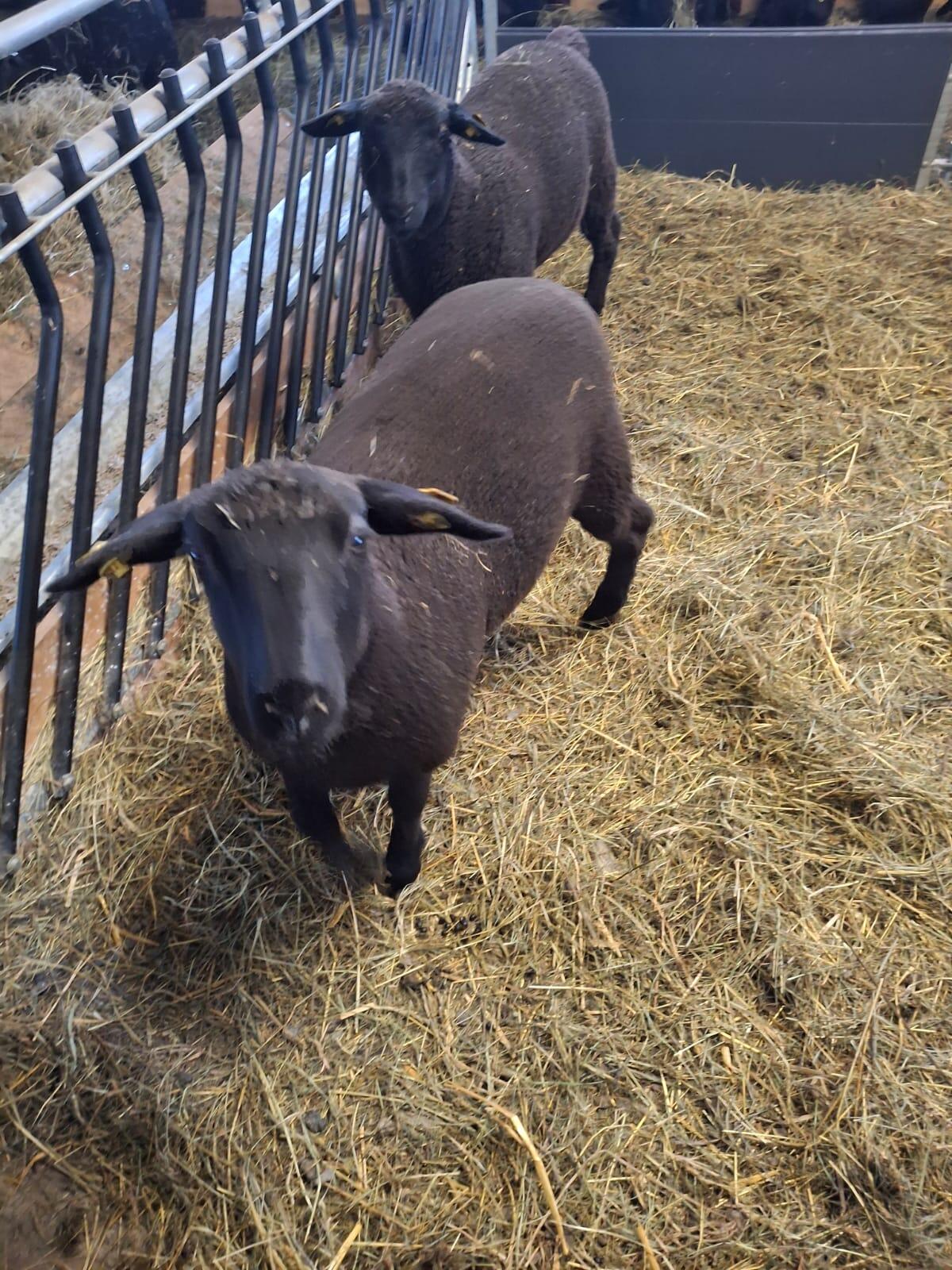 Jura Zuchtlämmer BIO 2