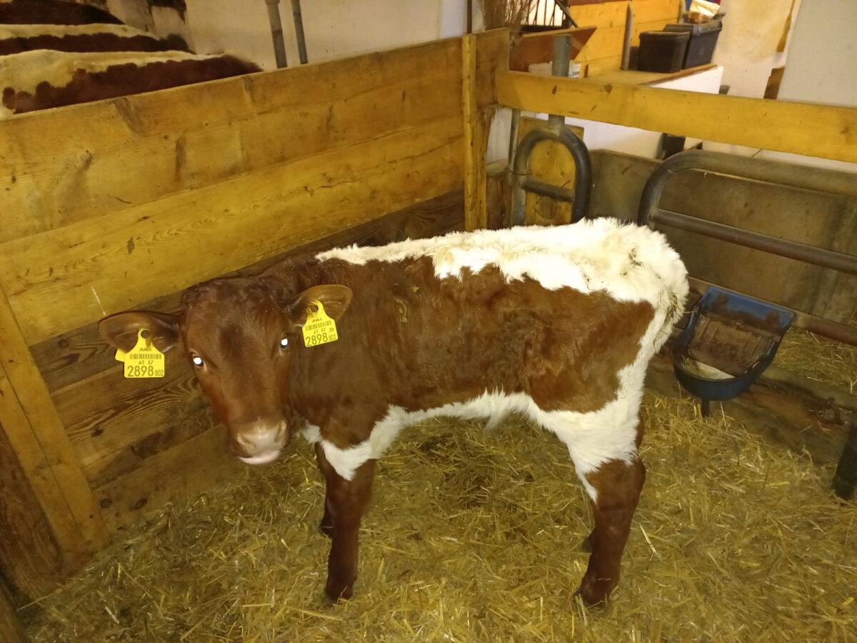 Pinzgauer Stierkalb 2