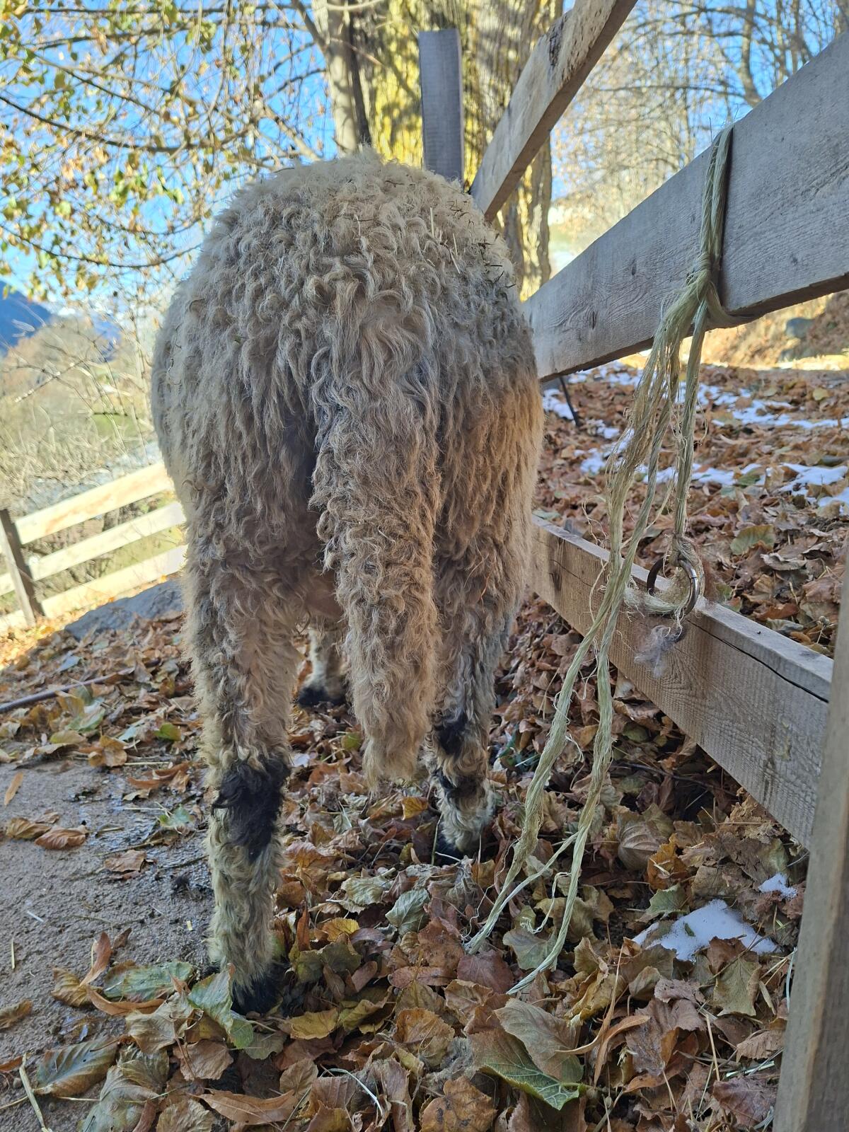 Verkaufe Walliser HB Schaf mit Lamm 2