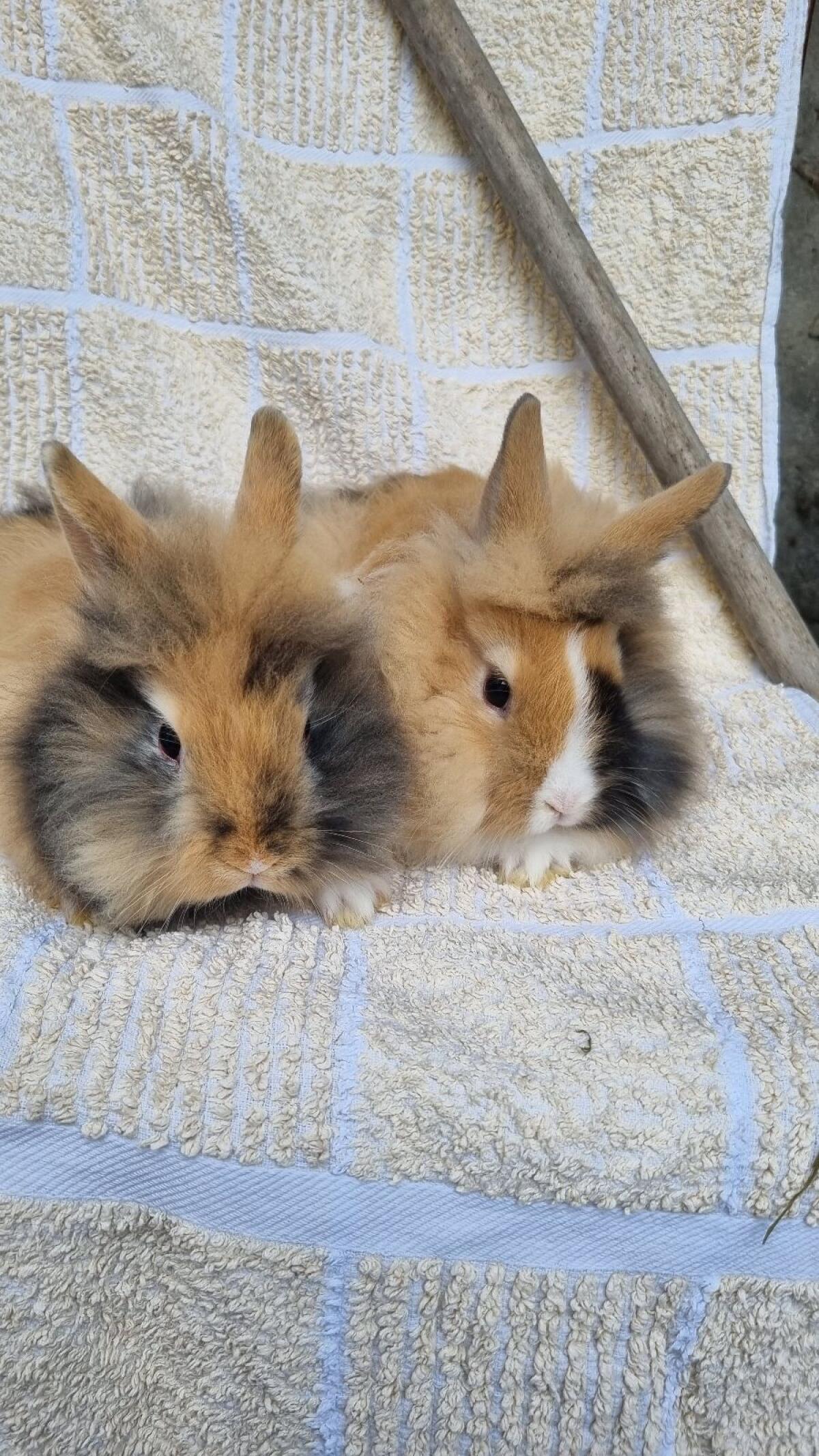 Zwergkaninchen Löwenkopf 2