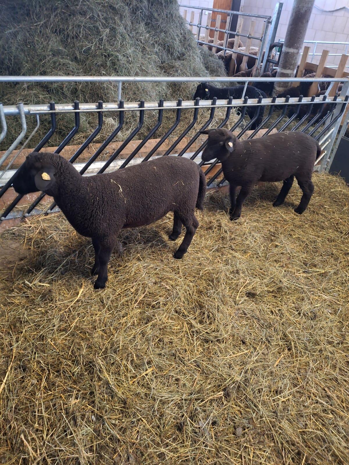 Jura Zuchtlämmer BIO 1