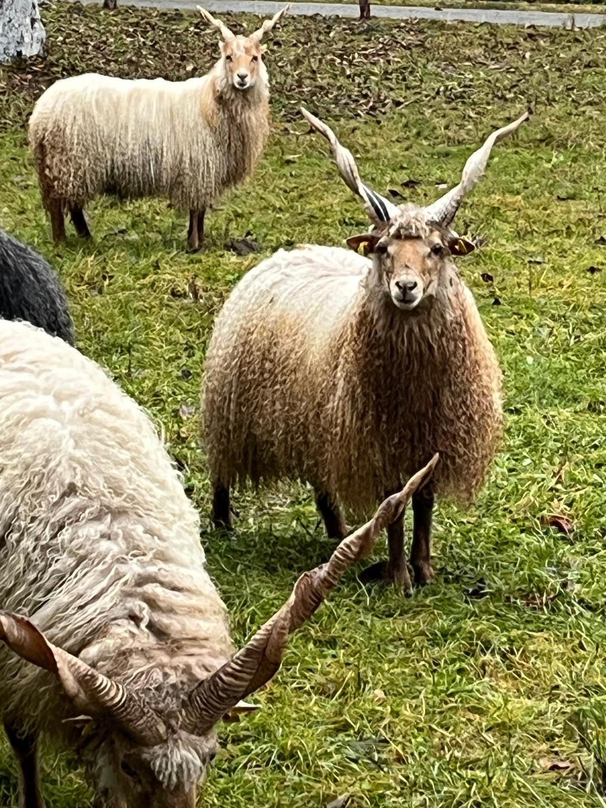 Zackelschaf Widder 2