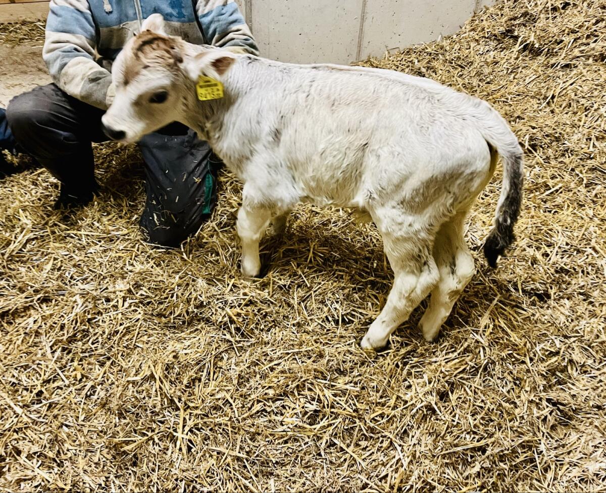 Tiroler Grauvieh Stierkalb 3