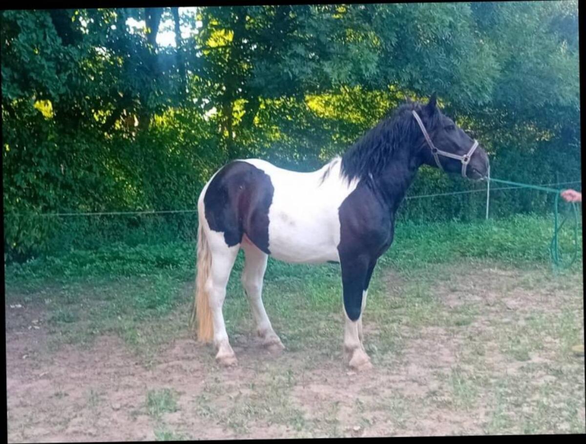 3-jährige Noriker Hengste 1