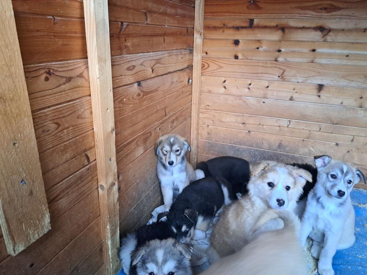 Wunderschöne Mischlingswelpen 2