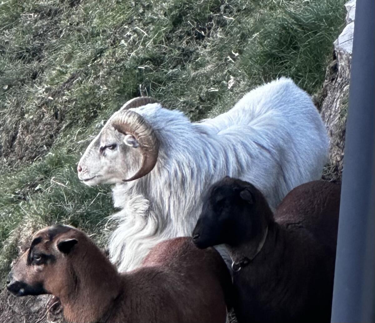 Kamerunschaf-Widder 1