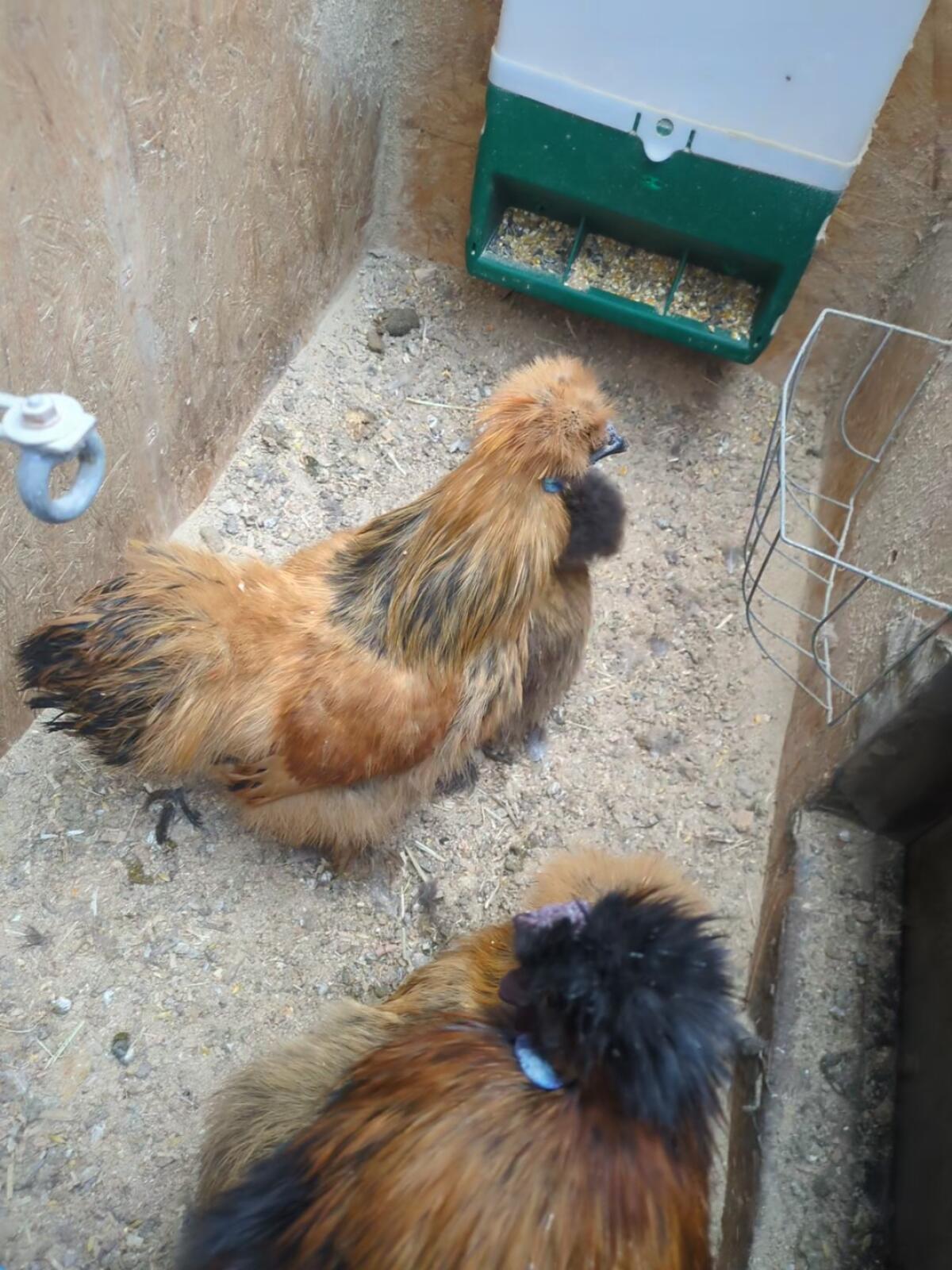 Zwergseidenhühner Hahn zu verschenken 1