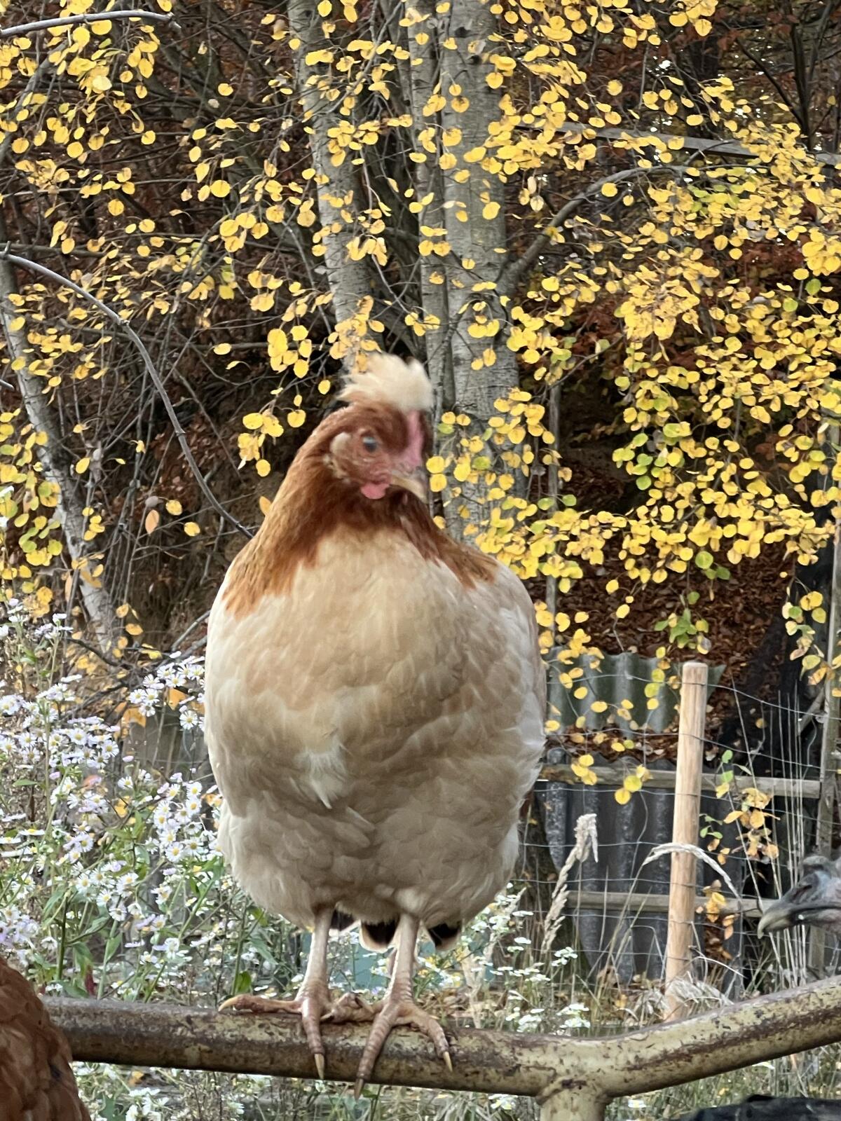 Sulmtaler Maran Mix oder reinrassig 2