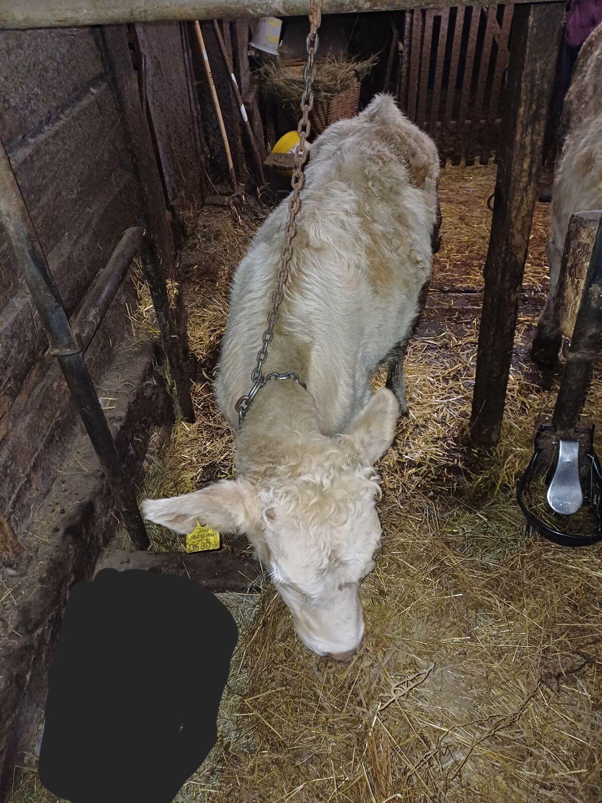 Kärntner Blondvieh Kalbin 1