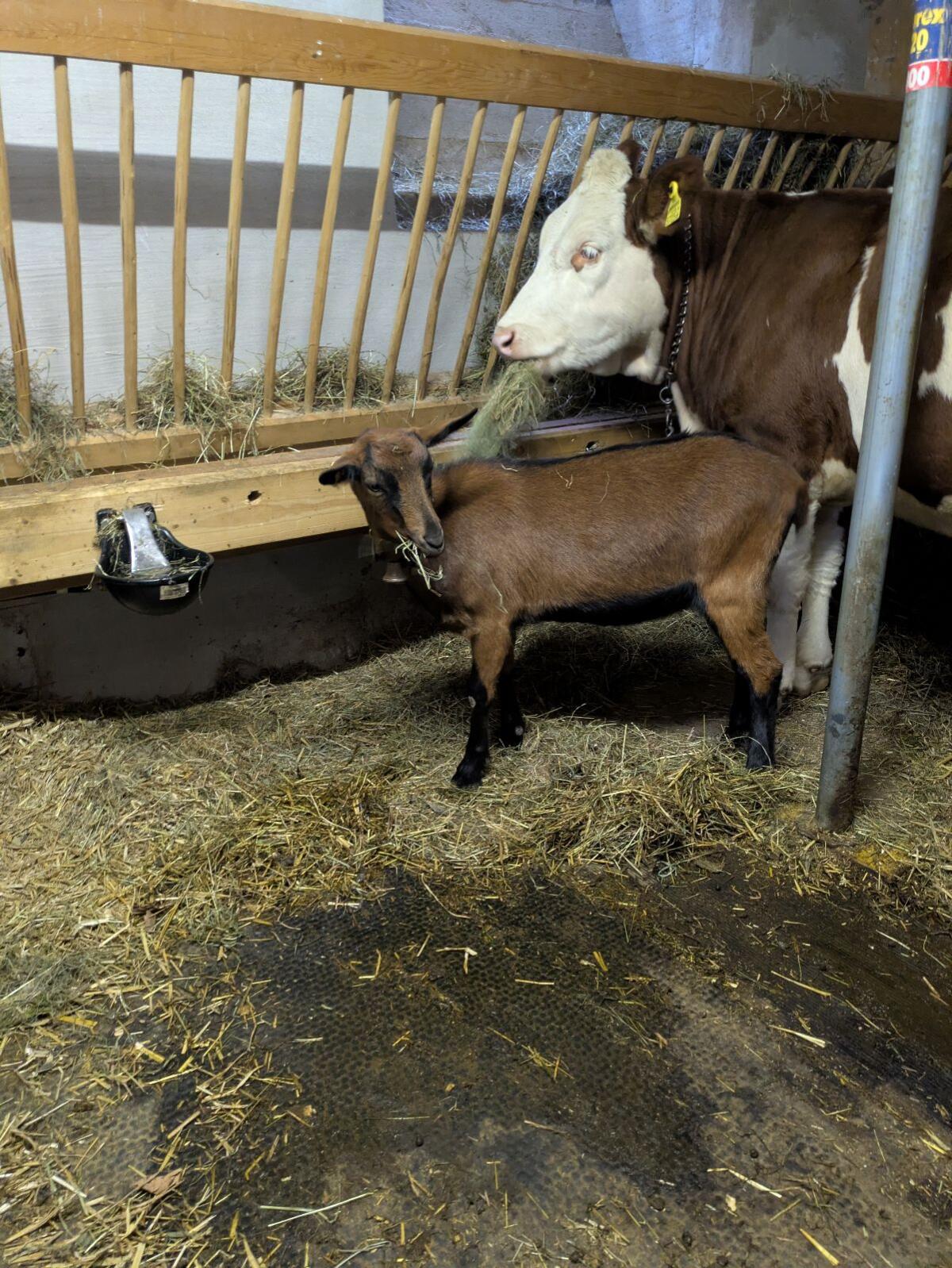 Trächtige GGZ Jungziege 3