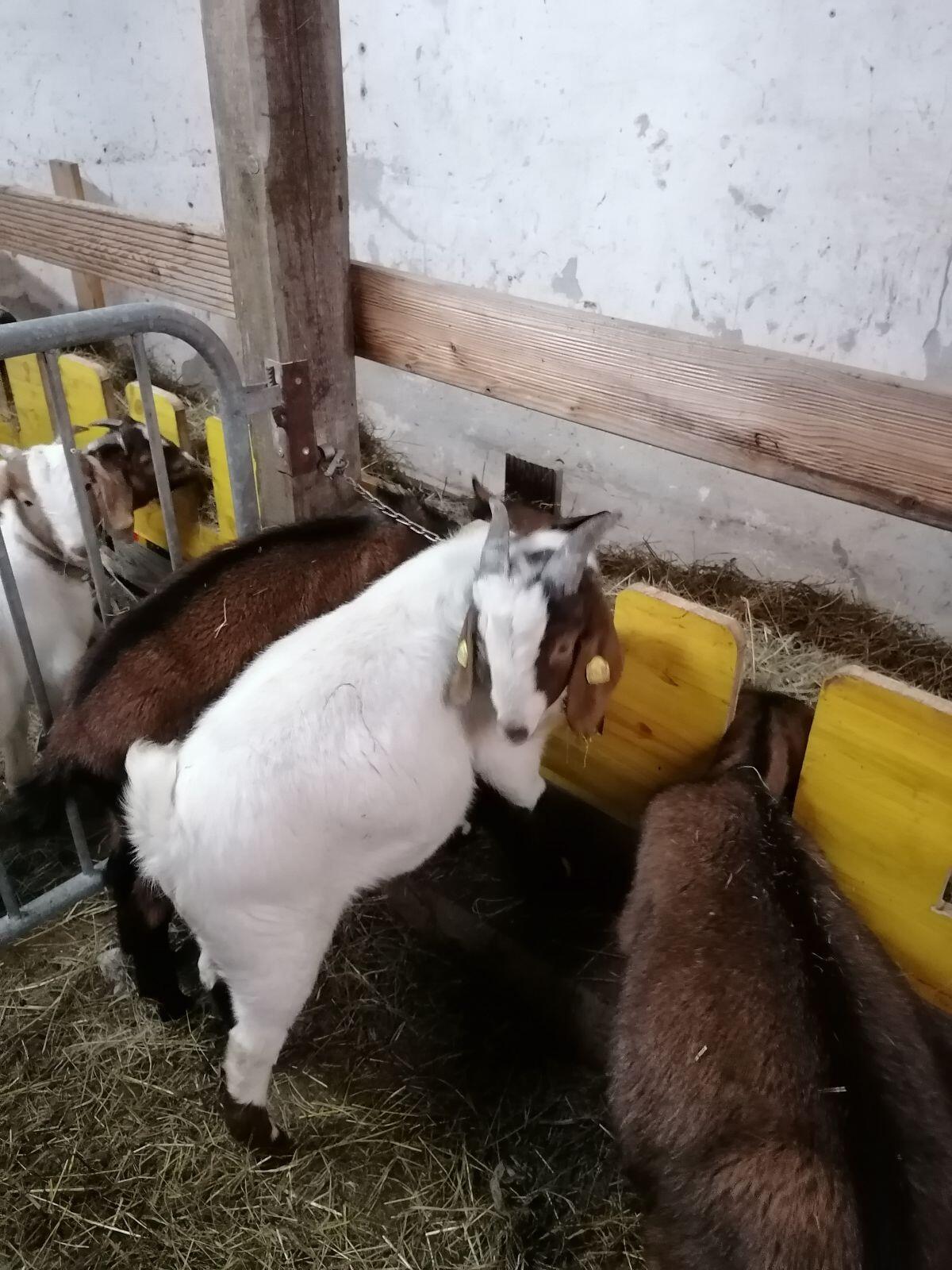 Verkaufe Buren Ziegenbock 1