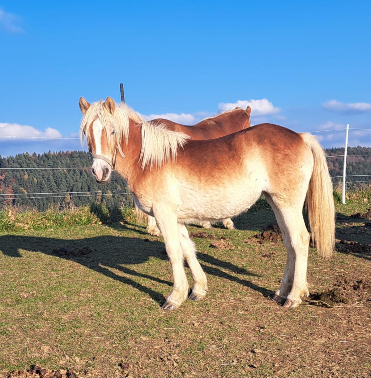 1,5-jährige Haflingerstute steht zum Verkauf 1