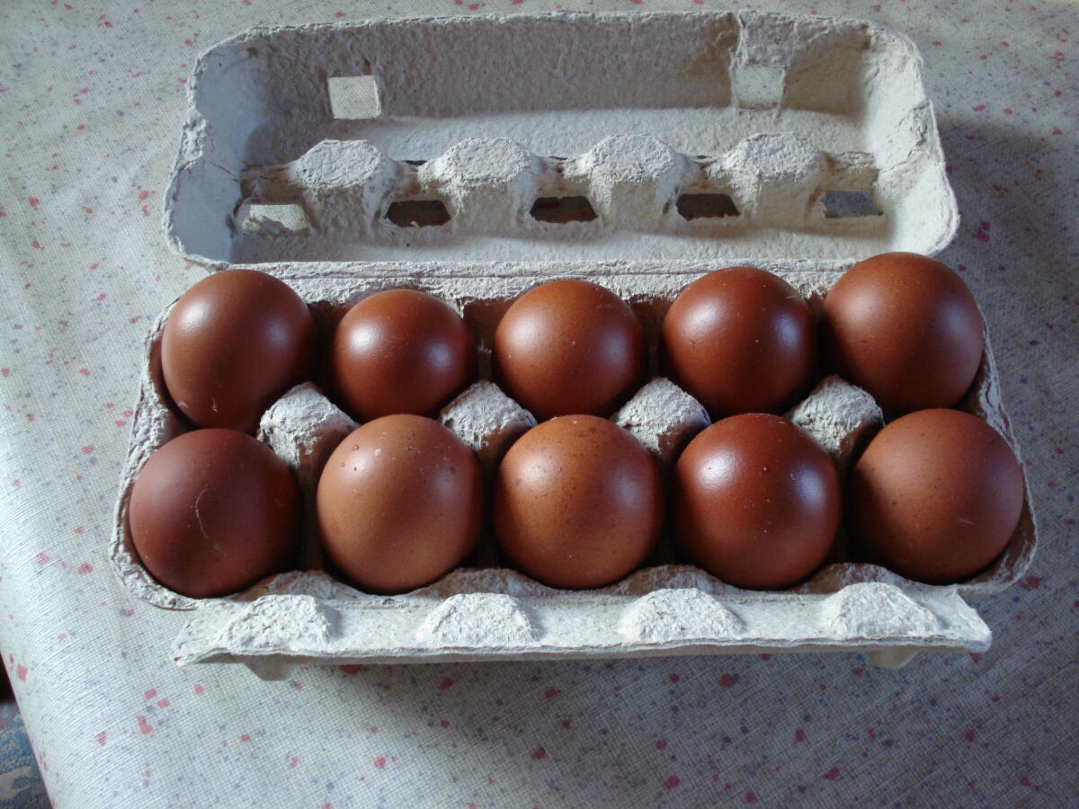 Bruteier reinr. Marans in verschiedenen Farben. 1