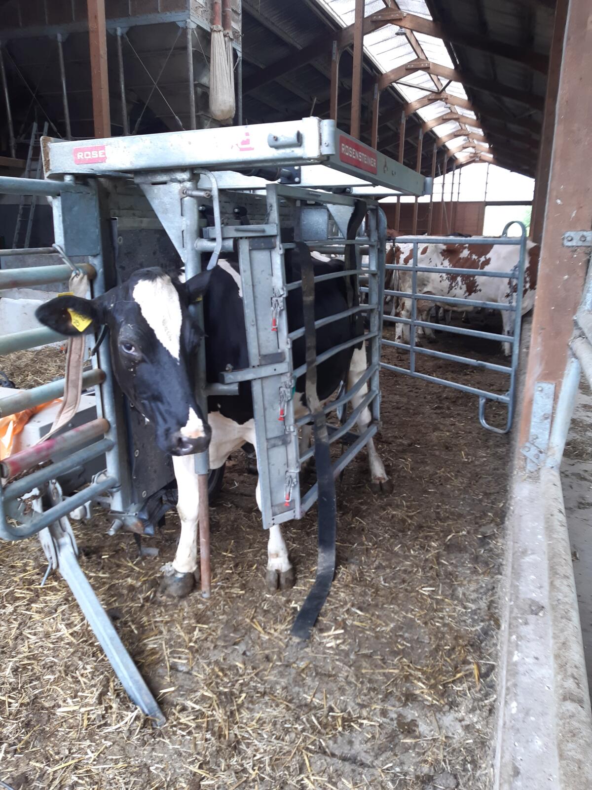 Klauenpflegestand Rosensteiner Vet Pro 2