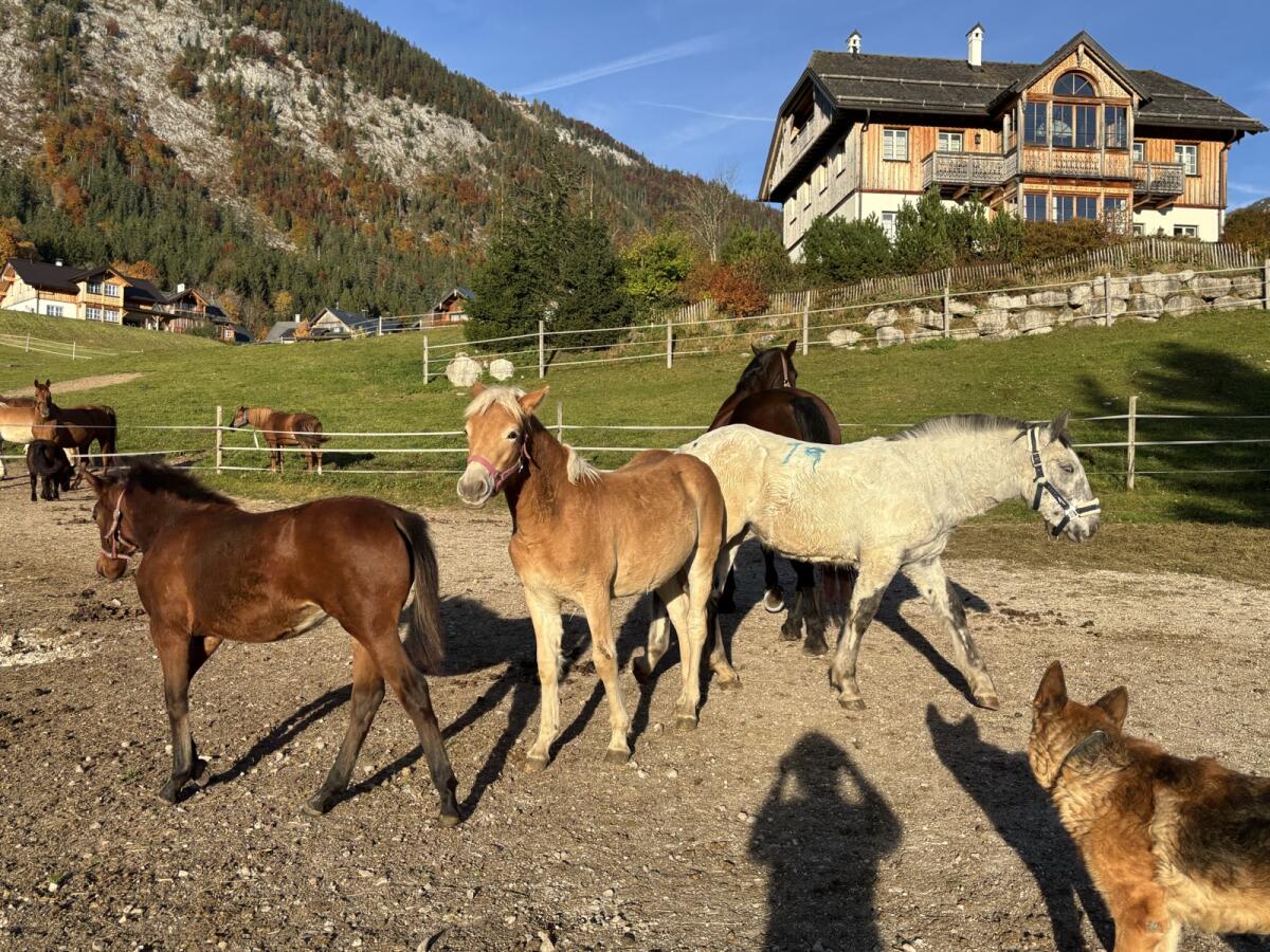 Schönes Haflinger-Stutfohlen nach Mariscal 1