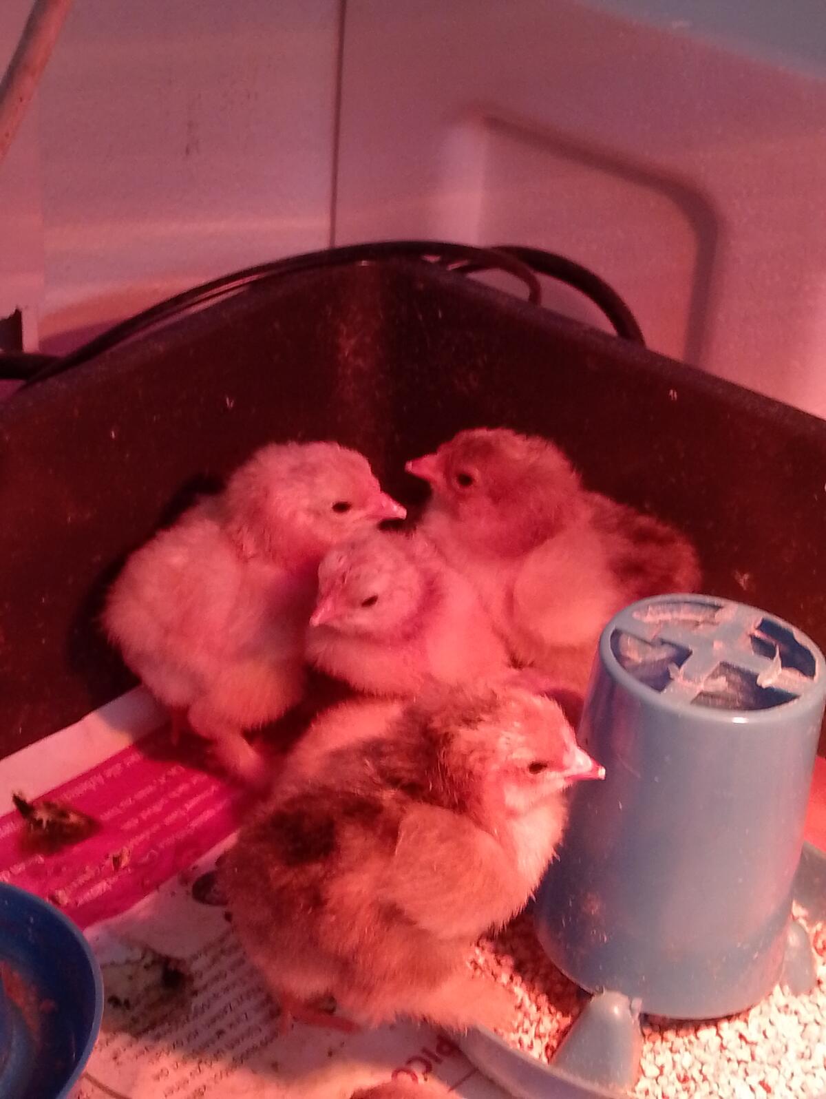 Brahma gelb-blau-columbia und Orpington gelb - Küken 1