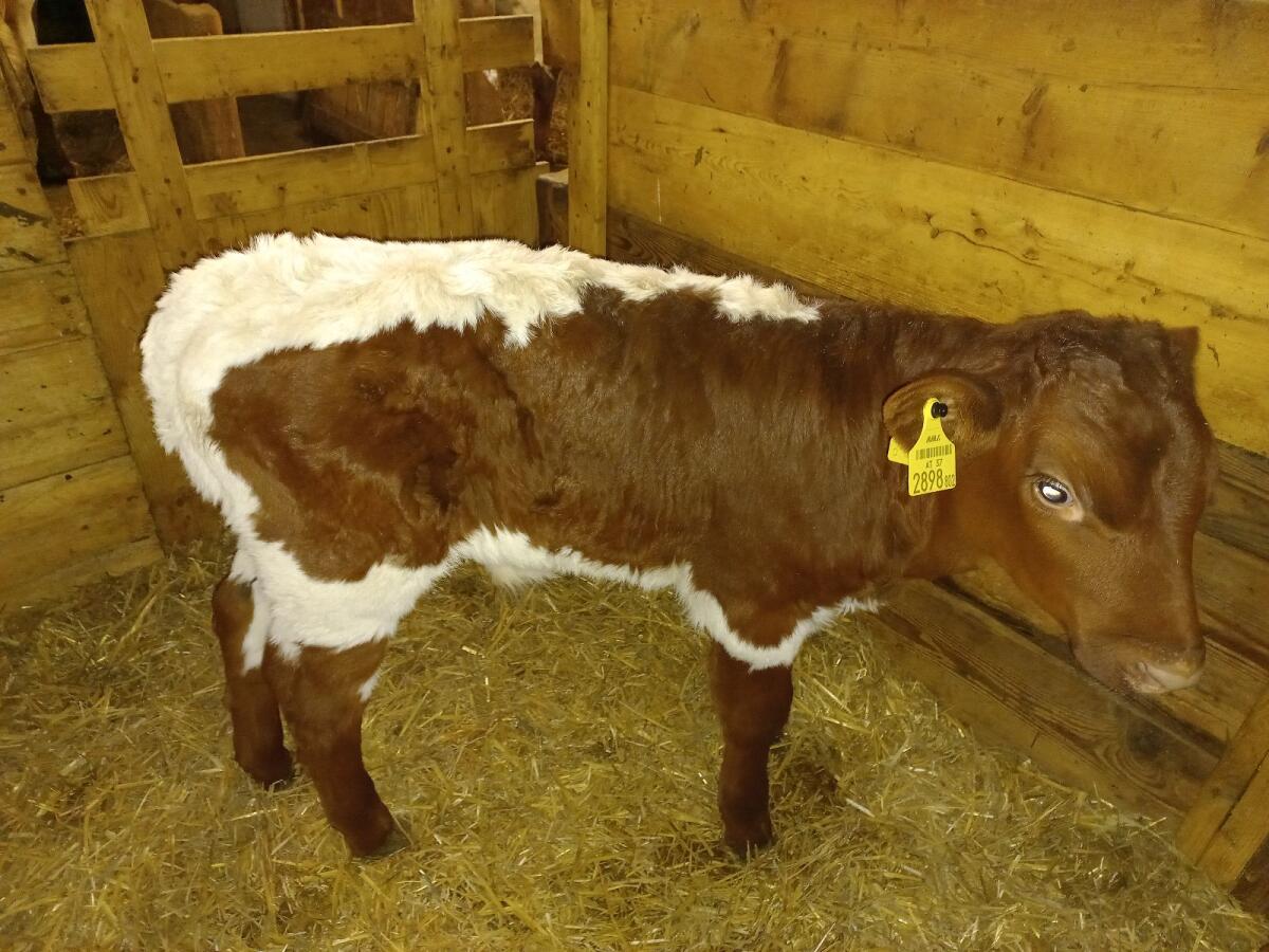 Pinzgauer Stierkalb 3