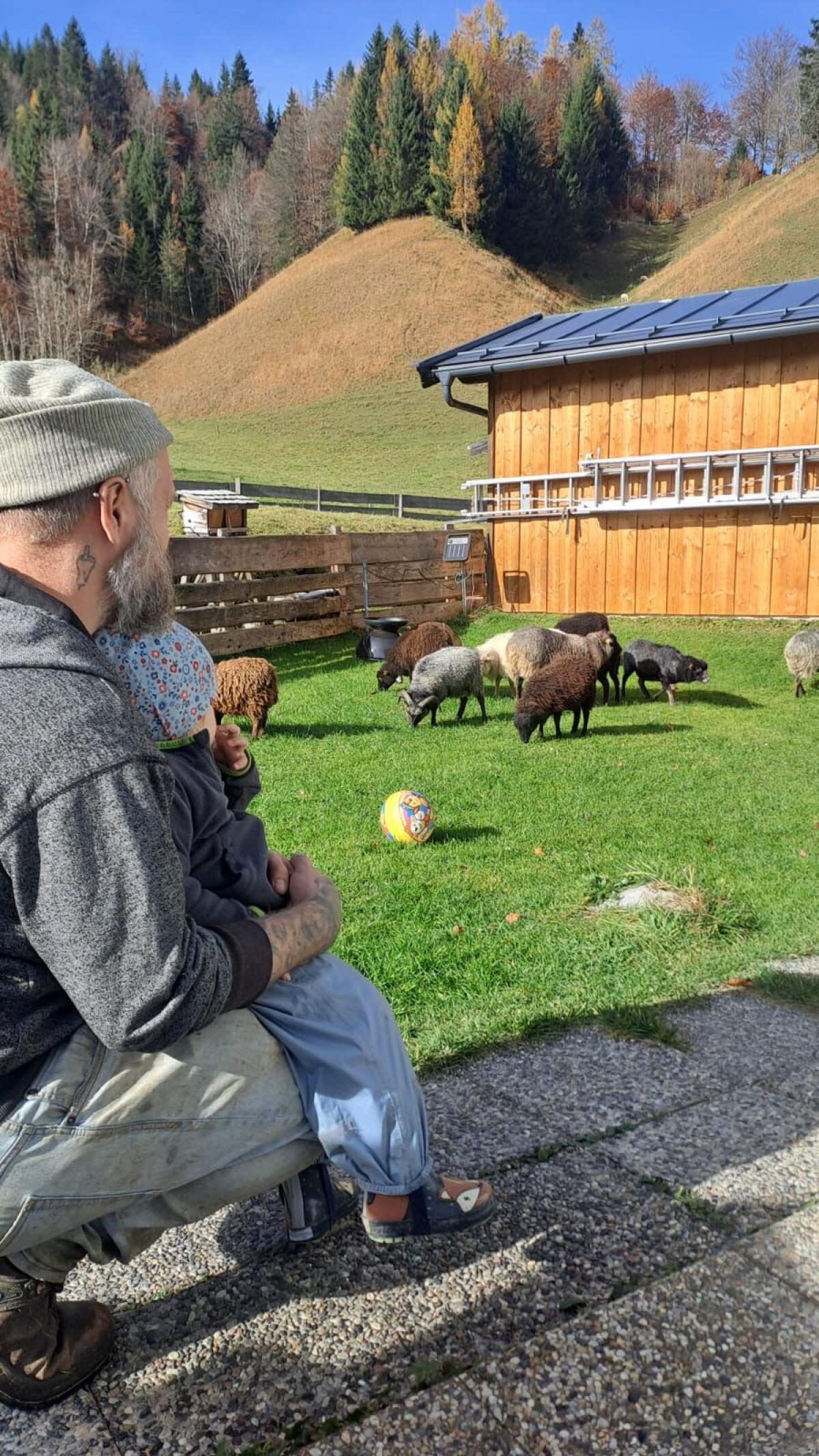 Zwergschafe, Ouessant 1