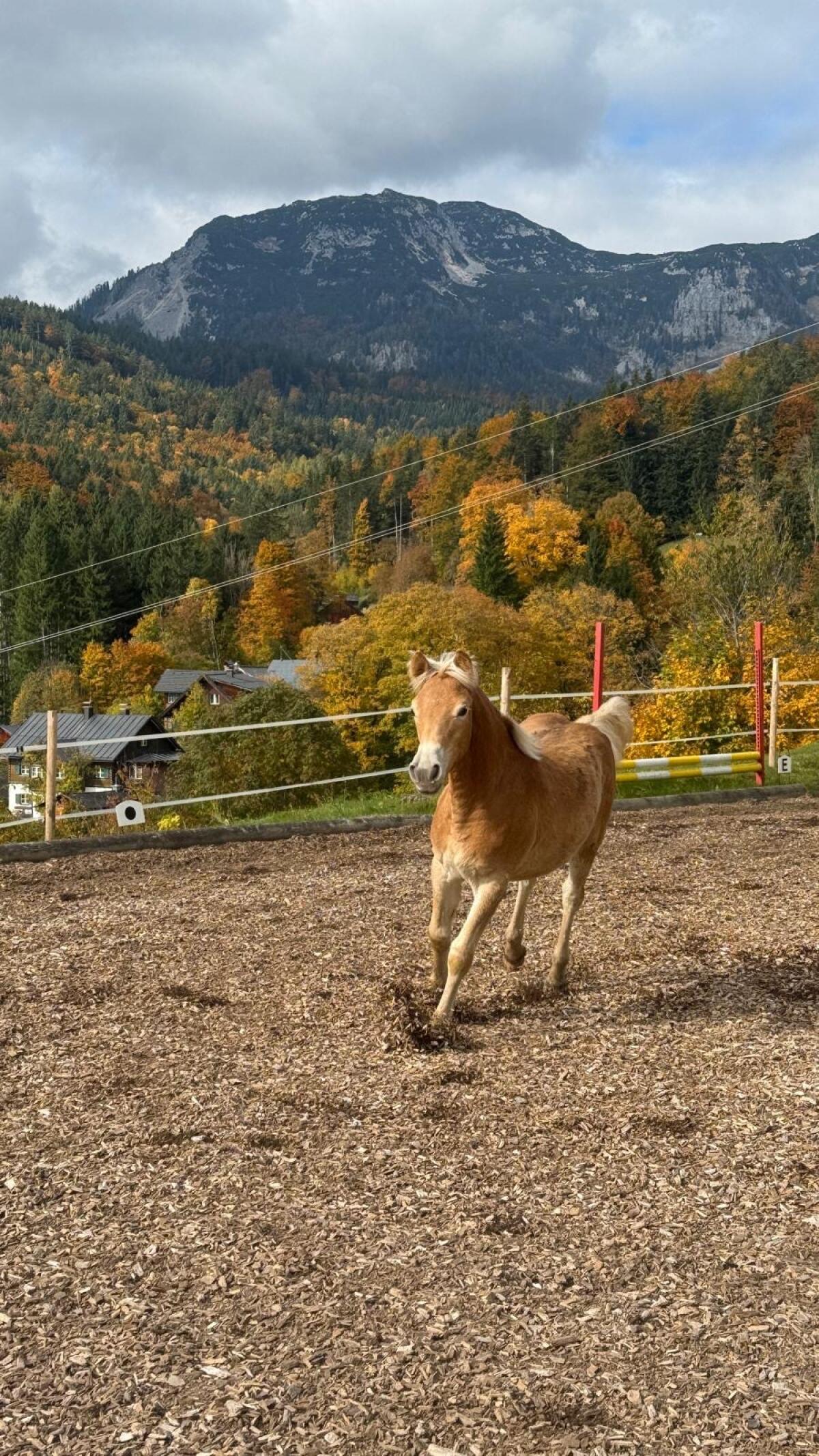 Schönes Haflinger-Stutfohlen nach Mariscal 3
