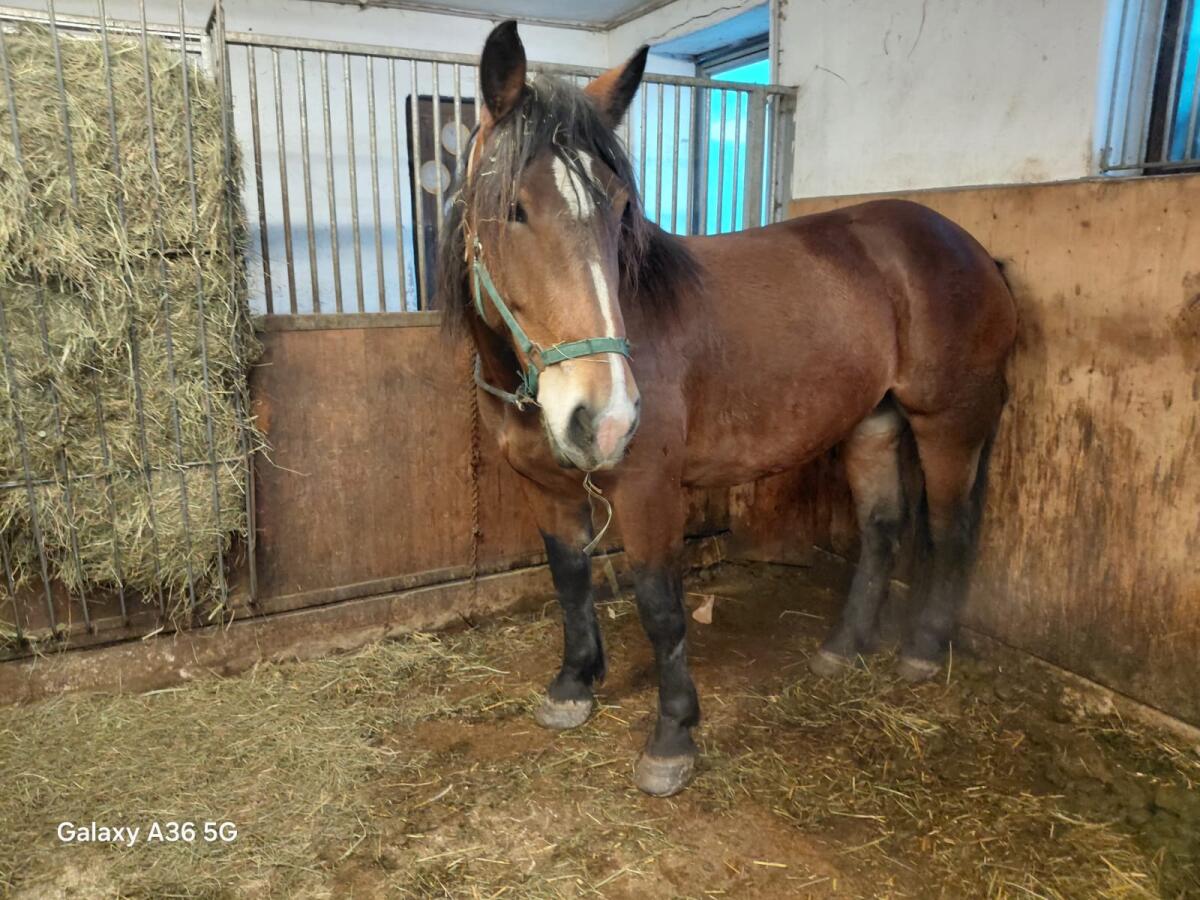 Norikerstute – 3-jährig, braun – zu verkaufen 1