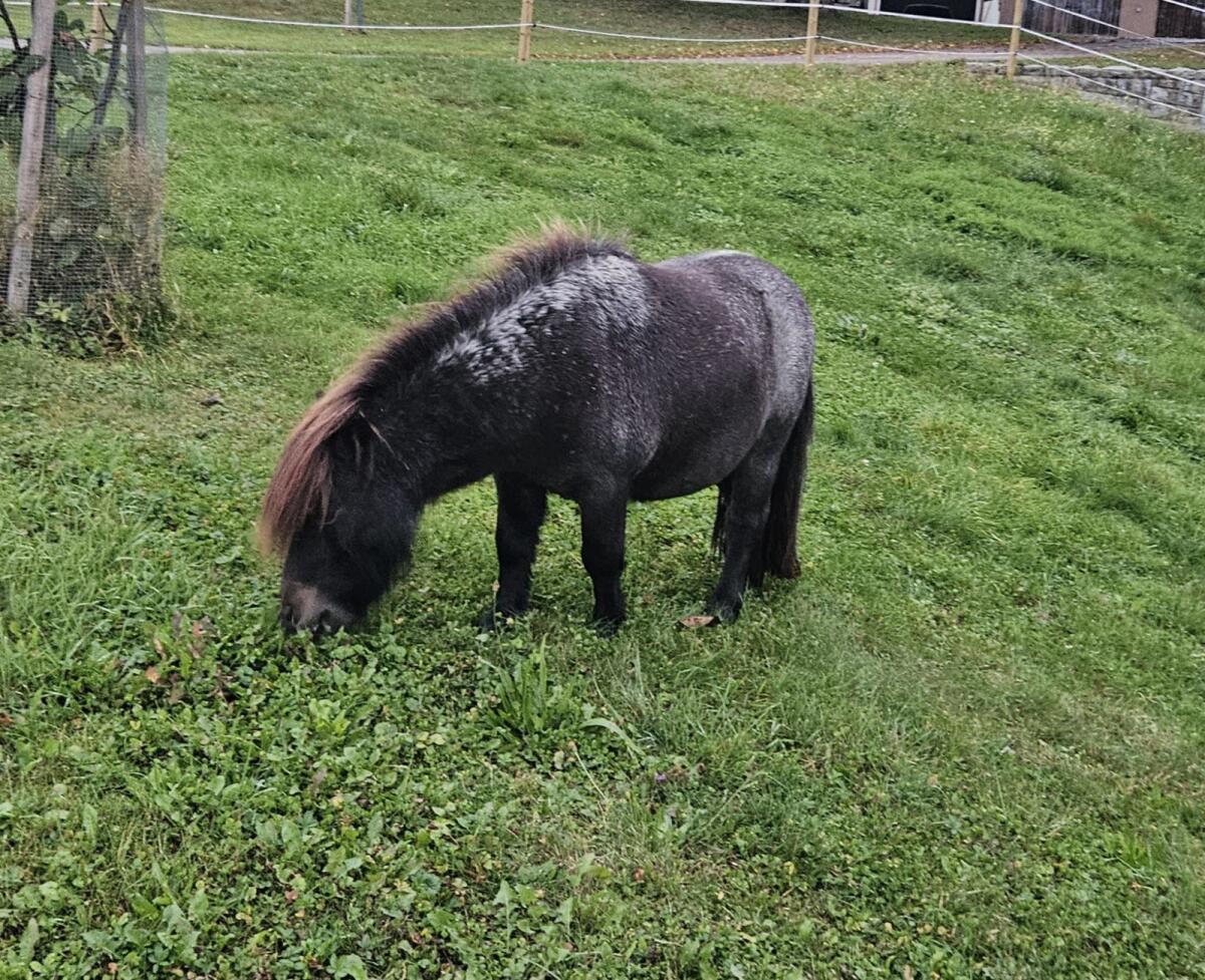 Besonderer Mini Shetty Pony Wallach 2