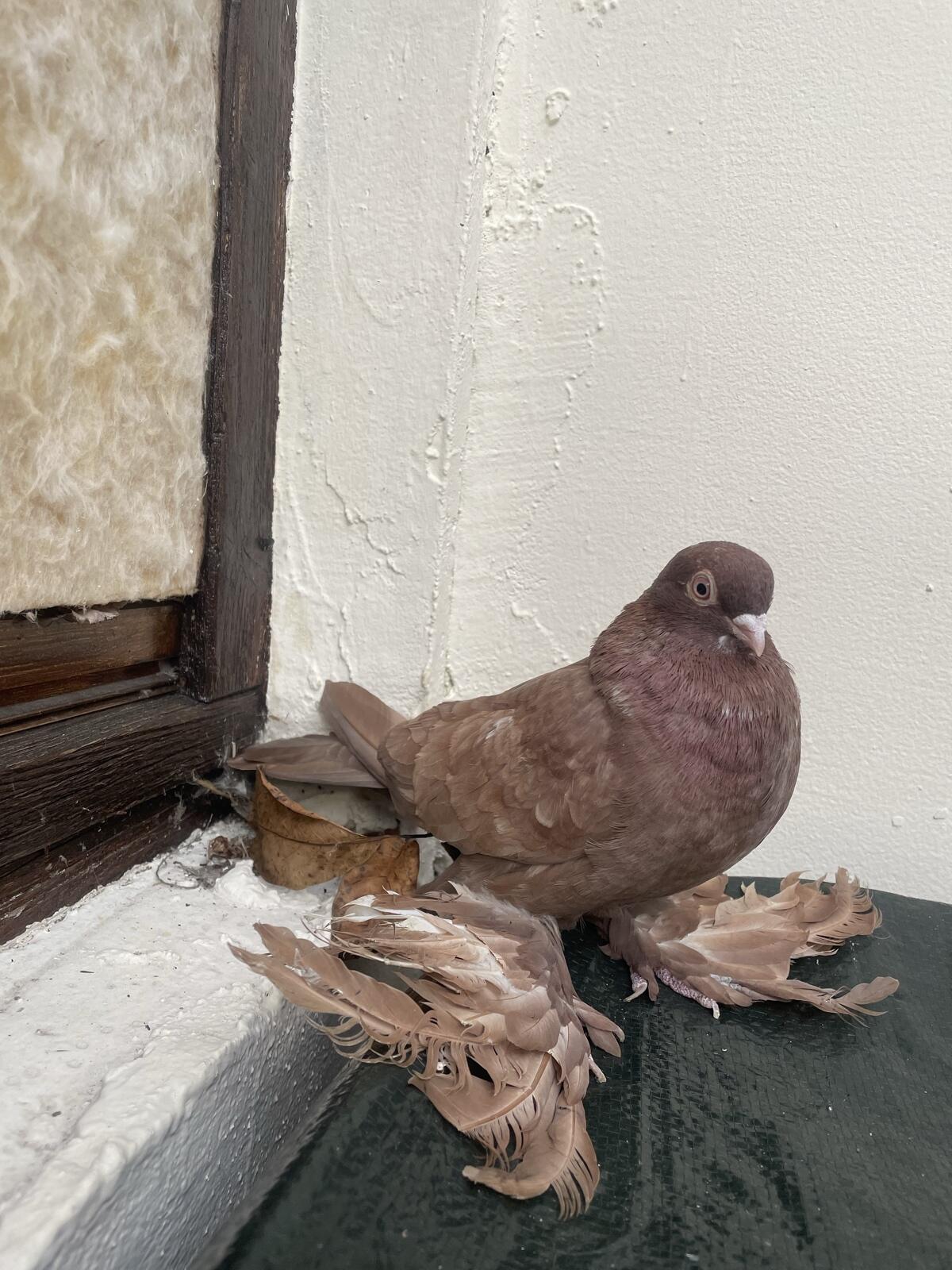 Tauben 2