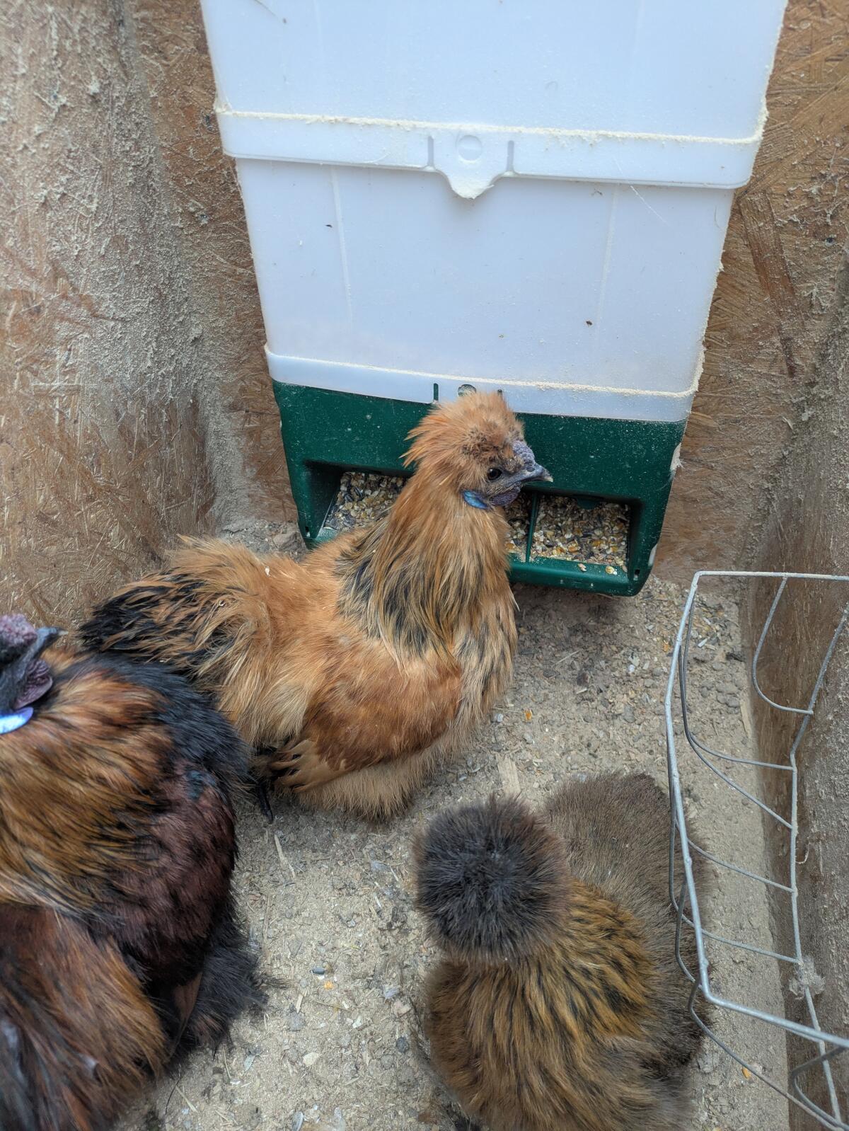 Zwergseidenhühner Hahn zu verschenken 2