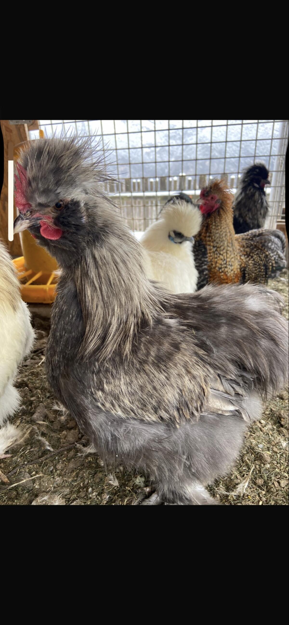 Seidenhahn und Zwerghahn 1