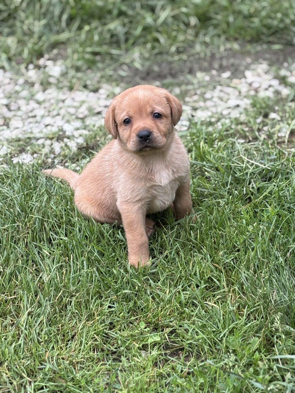 Labradorwelpen mit Ahnentafel 3