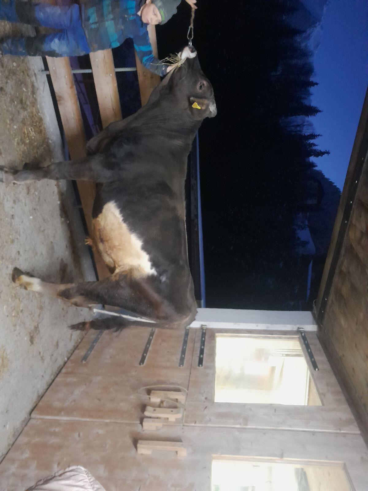 Verkaufe Braunviehstier 2