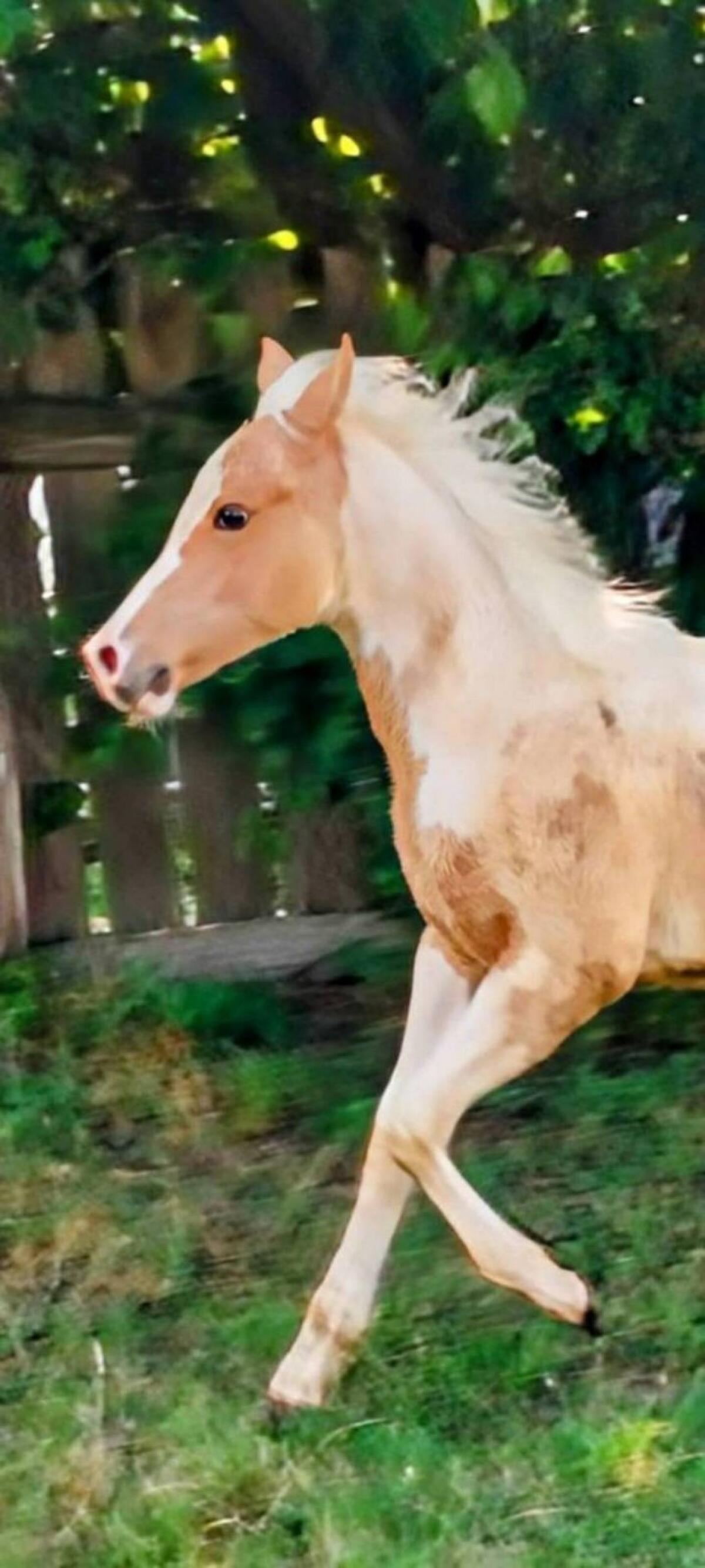 Paint Horse - Stute 1