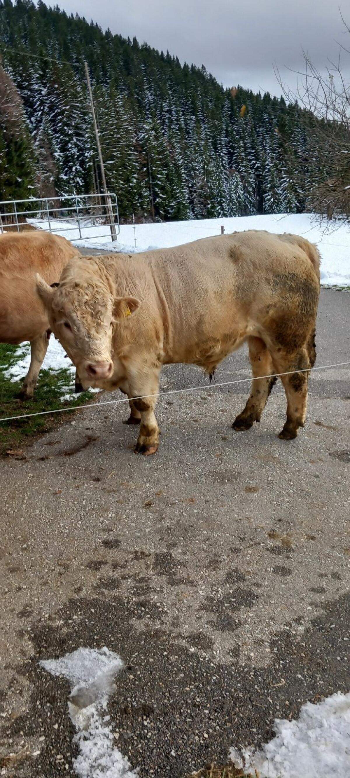 Weidestier Charolais 3