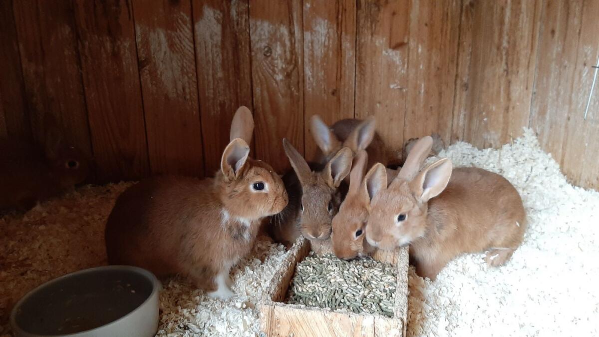 Rote Neuseeländer Mix 1