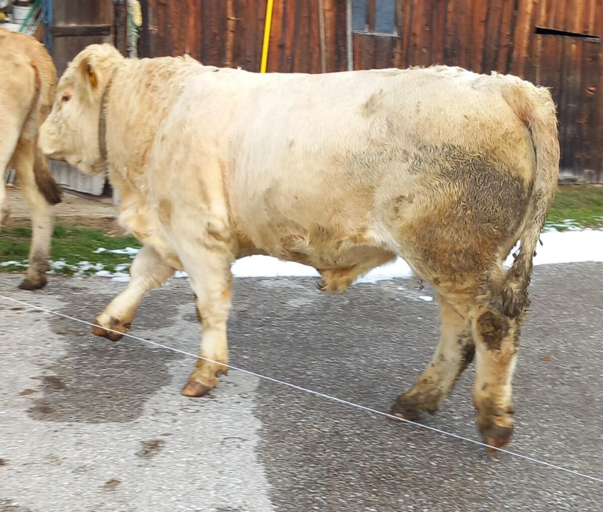 Weidestier Charolais 1