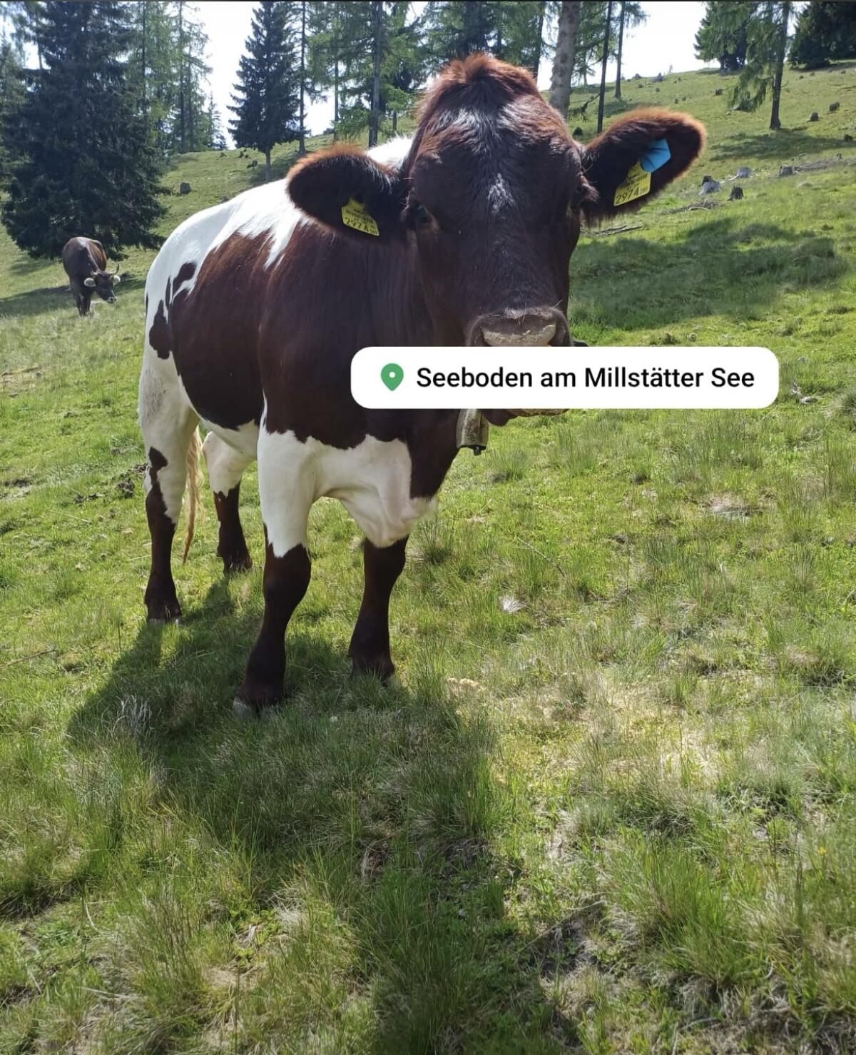 Reinrassige Pinzgauer 1