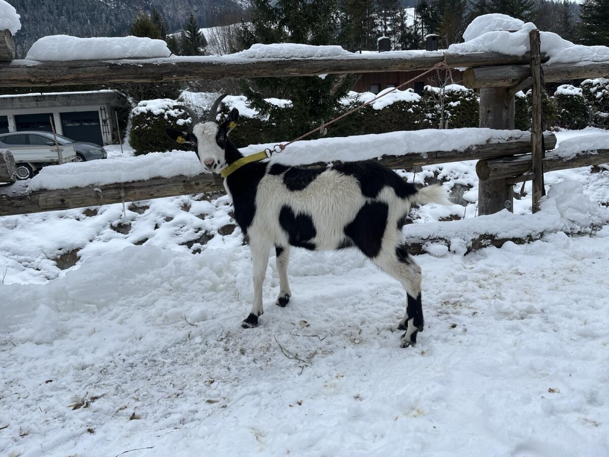 HB Tauernscheckenkitz 1