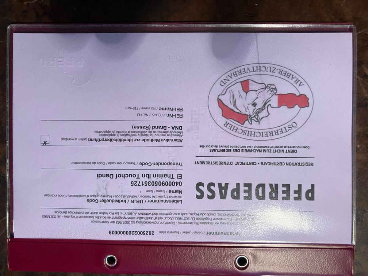 Araber Hengstfohlen 3