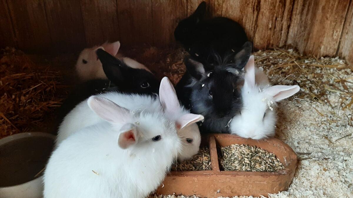 Löwenkopf-Mix Kaninchen 1