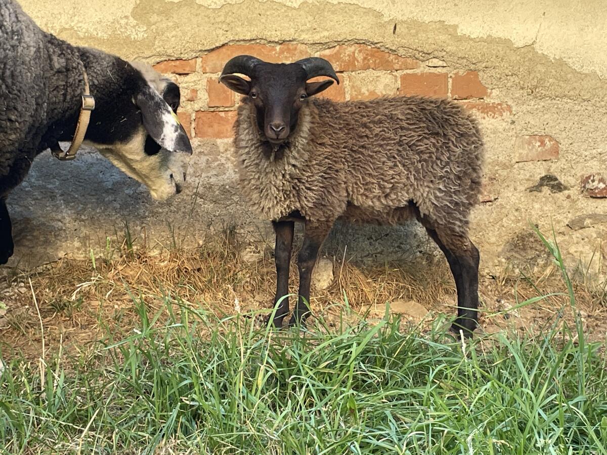 Schafbock Quessant Tausch/Verkauf 1