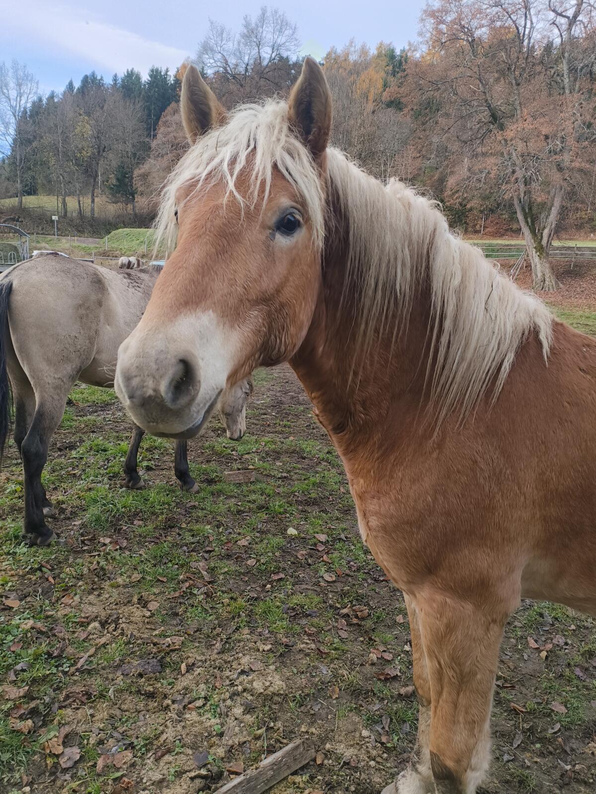 Haflinger Hengst 3