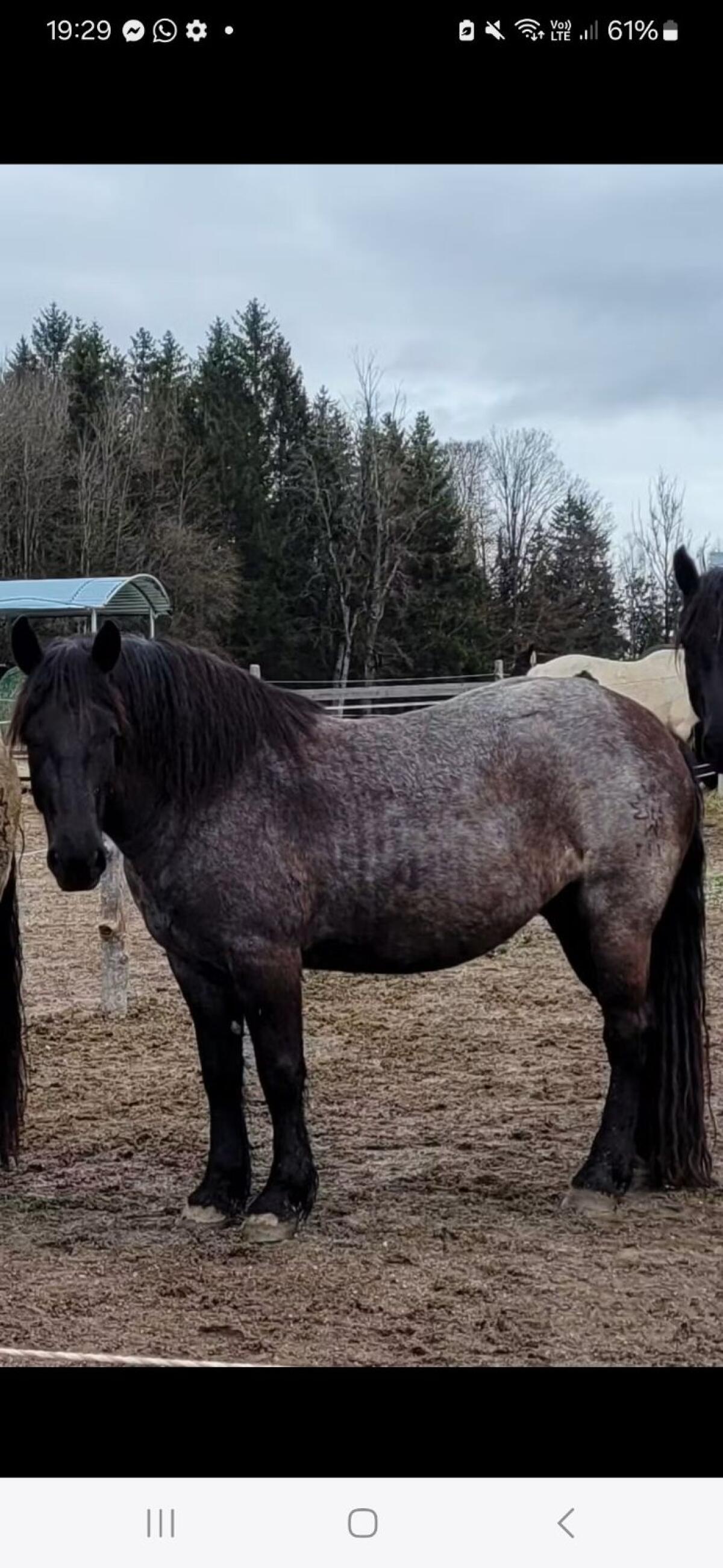 Norikerstute Mohrenkopf 1