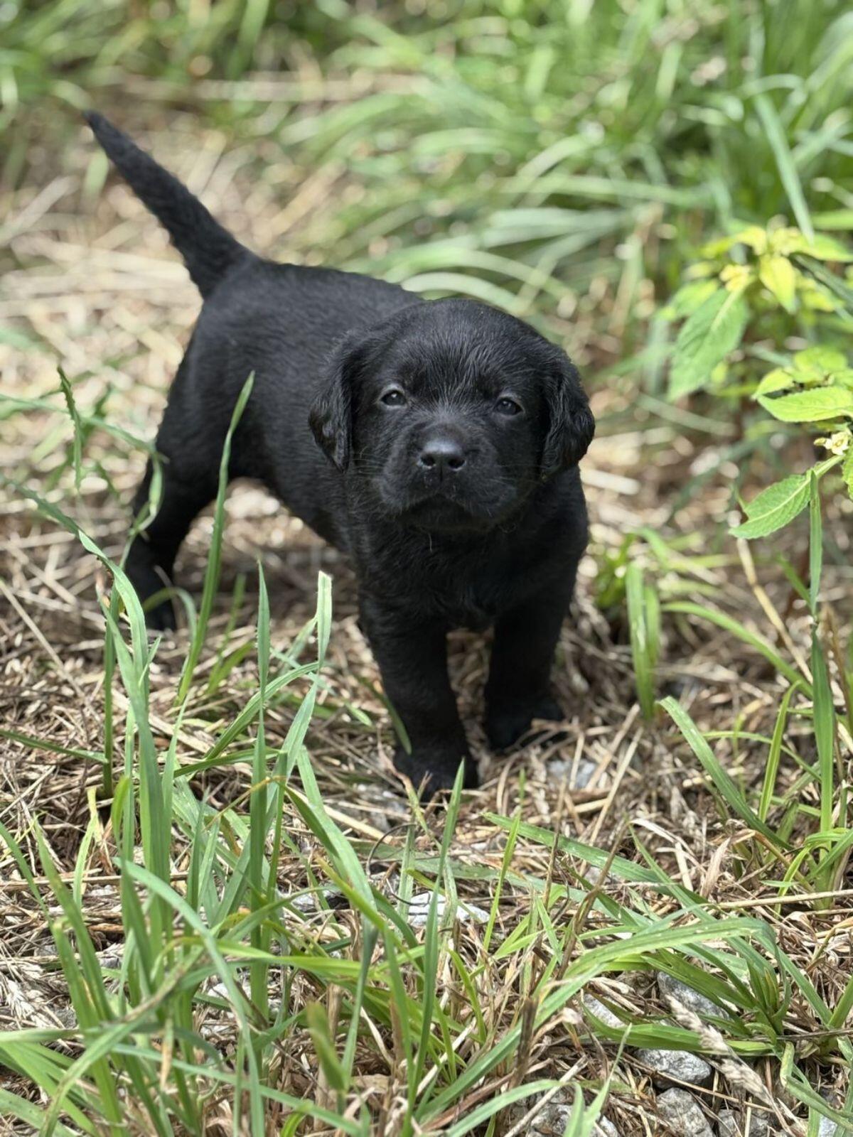 Labradorwelpen mit Ahnentafel 3
