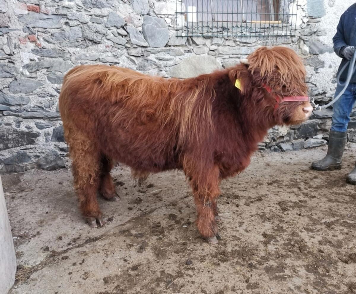 Hochlandrind Stierkalb 2