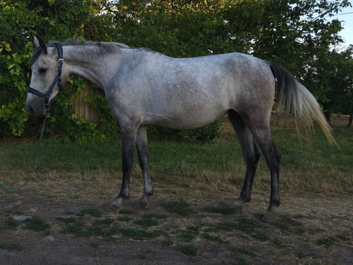 5-jährige Stute zu verkaufen 2