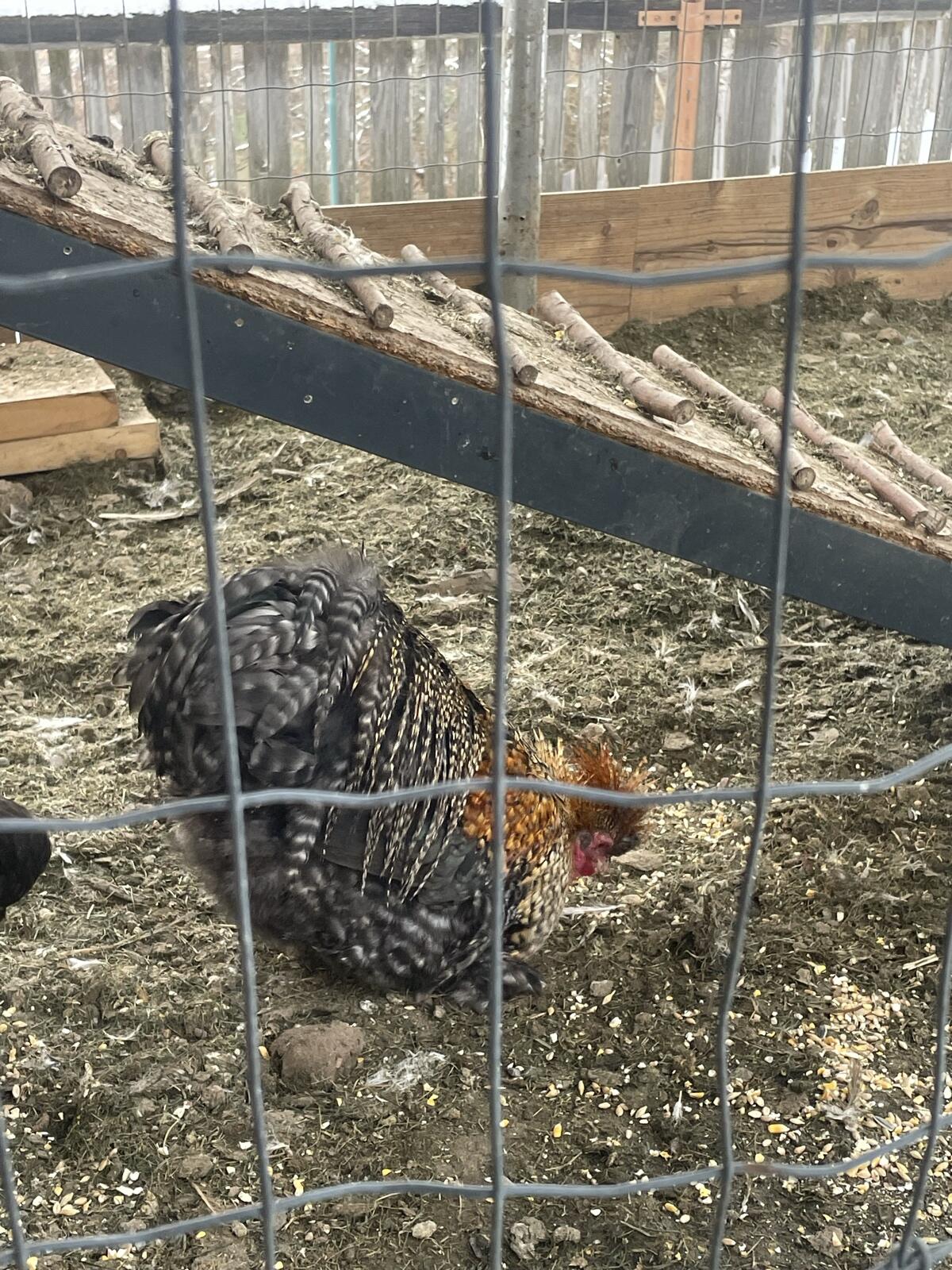 Seidenhahn und Zwerghahn 2