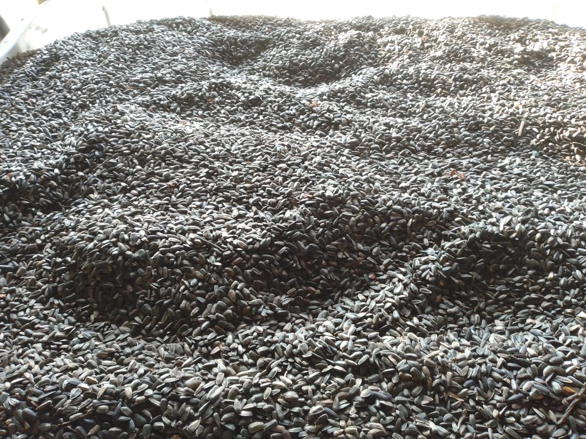 Sonnenblumenkerne HO, schwarz 1