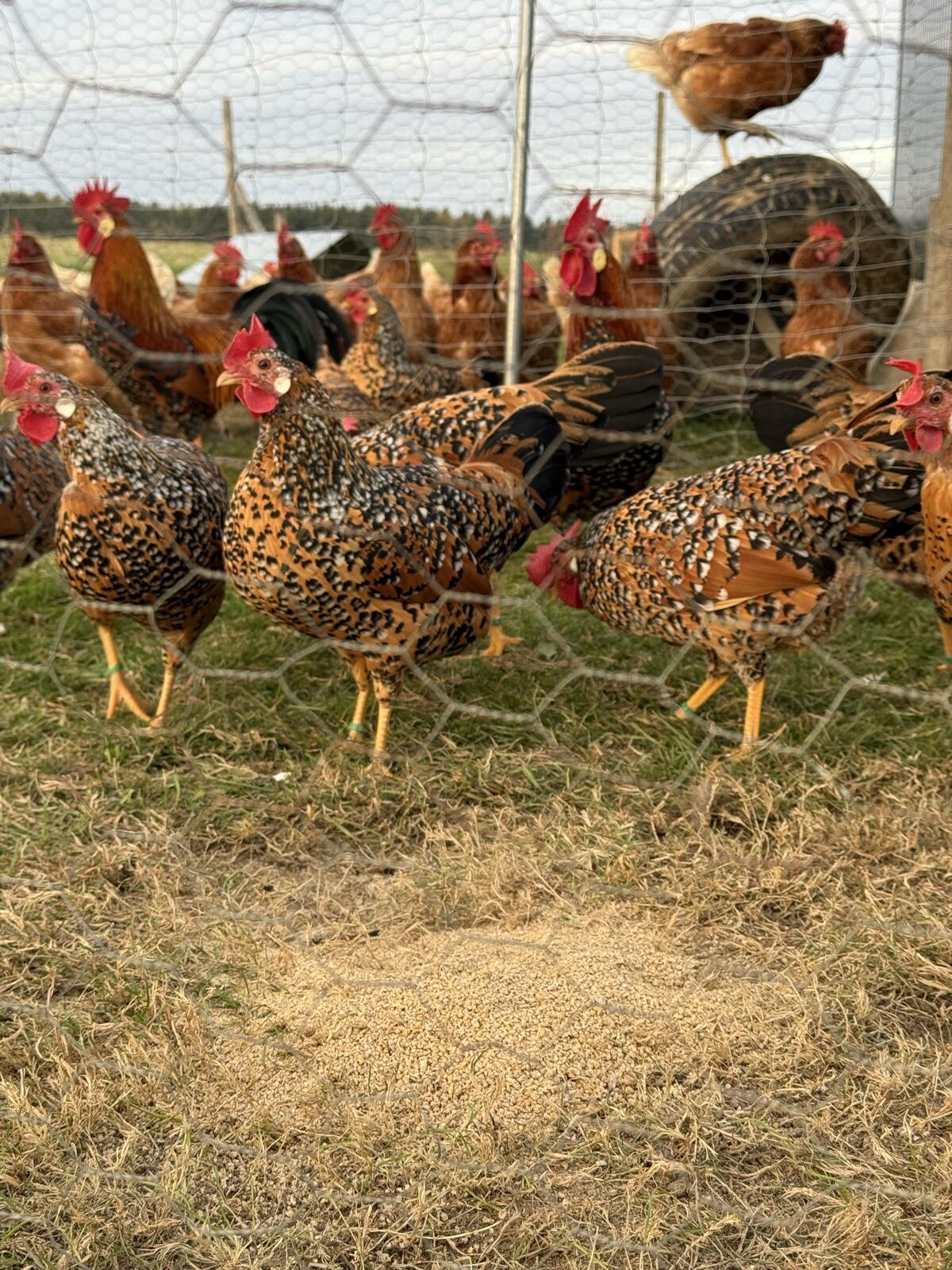 Zwerg-Italiener Gold-Porzellan 1