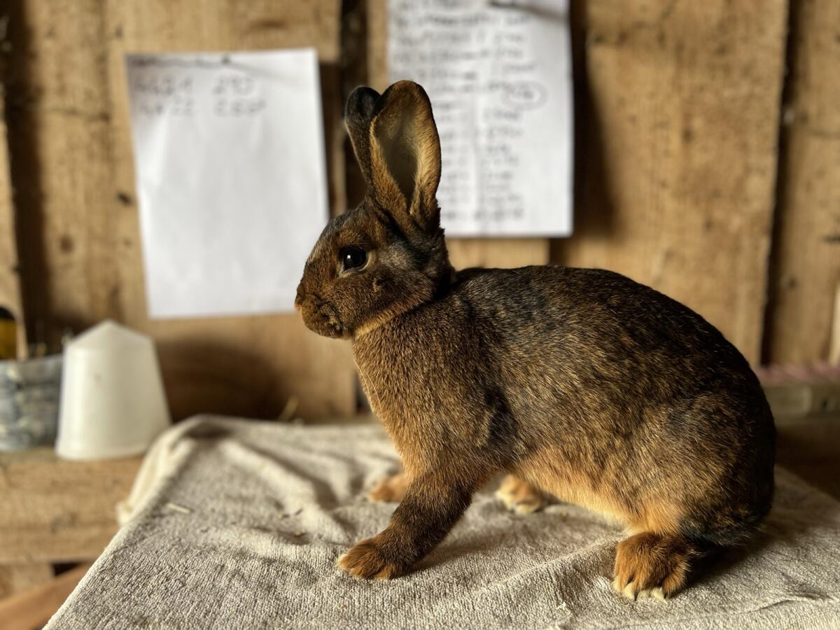 Deilenaar Kaninchen 2