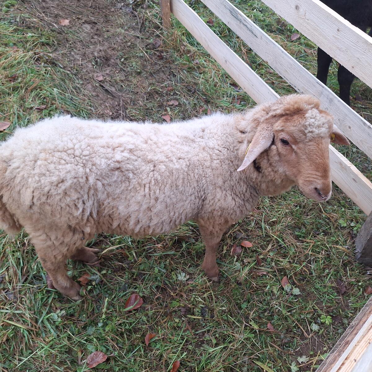 BERGSCHAF Widder abzugeben oder auch Tausch 1